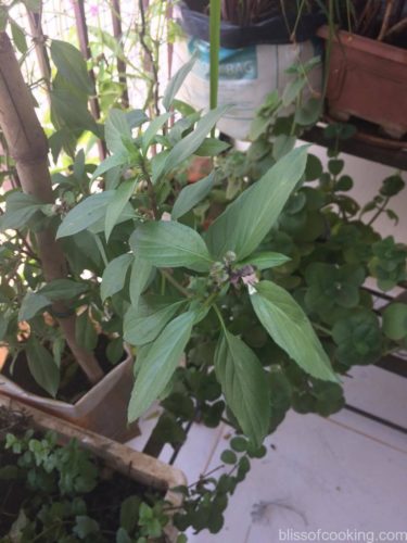 Balcony Gardening - Organic Herbs from my Garden to the Kitchen - Bliss ...