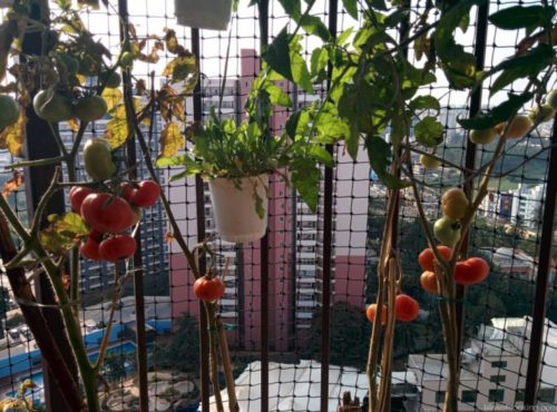 Balcony Gardening - Organic Herbs from my Garden to the Kitchen - Bliss ...